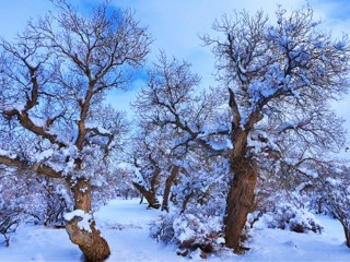 乌苏市古尔图胡杨林的冬日银装，藏着别样雄浑诗意