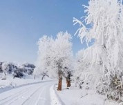 乌苏市：雪后胡杨，美醉了心，看醉了眼