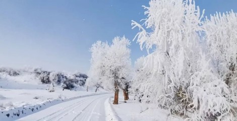 乌苏市：雪后胡杨，美醉了心，看醉了眼