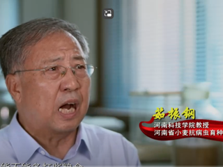 《榜样10》｜茹振钢：躬耕麦田育良种 立志为国满粮仓